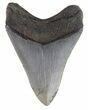 Serrated, Megalodon Tooth - South Carolina #48861-2